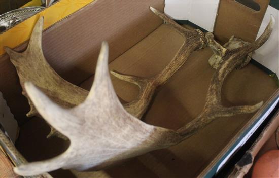 Mounted antlers